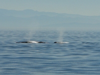 17120CrLeSh - Whale watching, Victoria.JPG